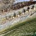 crocodile_american_chiq_jar_h_0066_cub1014_eye.jpg